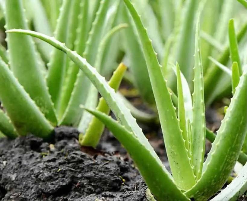 Fresh Aloe Vera (Sábila) - Botanica Nena