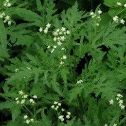 Fresh Bitter Broom (Escoba Amarga) - Botanica Nena