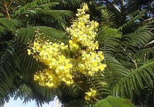 Fresh Carob (Algarrobo) - Botanica Nena