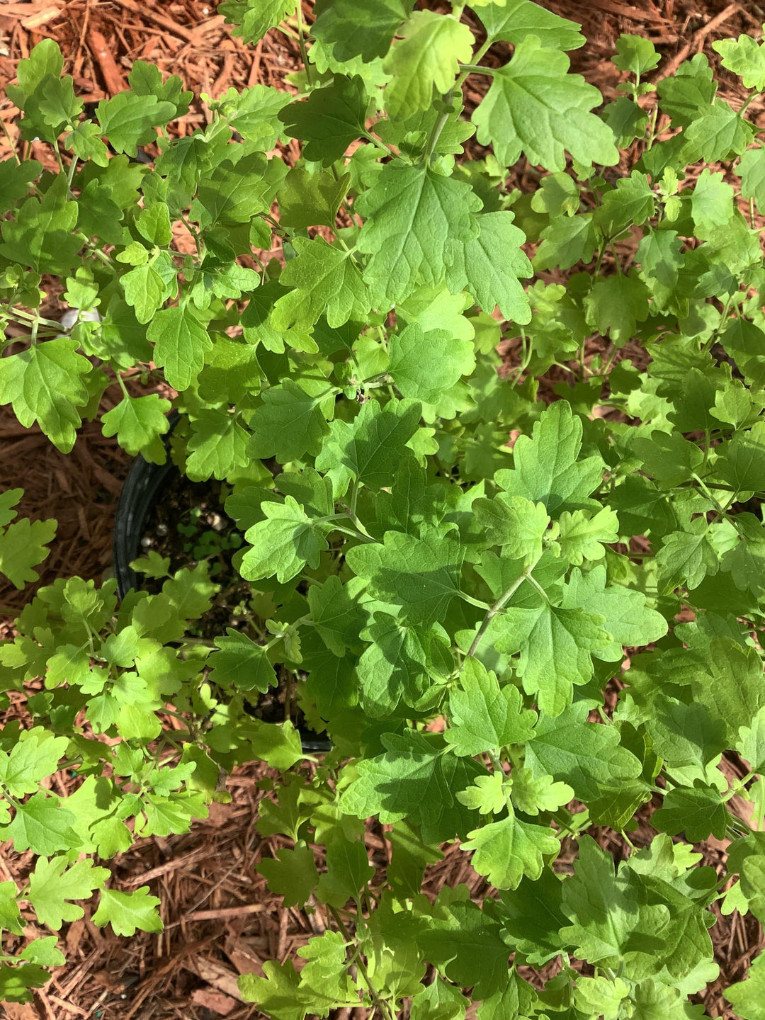 Fresh Chamomile (Manzanilla) - Botanica Nena