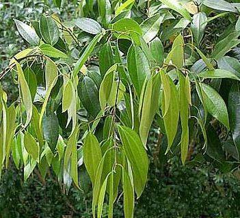 Fresh Cinnamon (Canela) - Botanica Nena