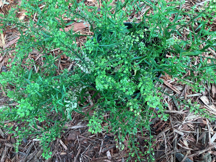 Fresh Garden Cress (Mastuerzo) - Botanica Nena