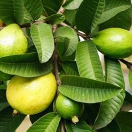 Fresh Guava (Guayaba) - Botanica Nena