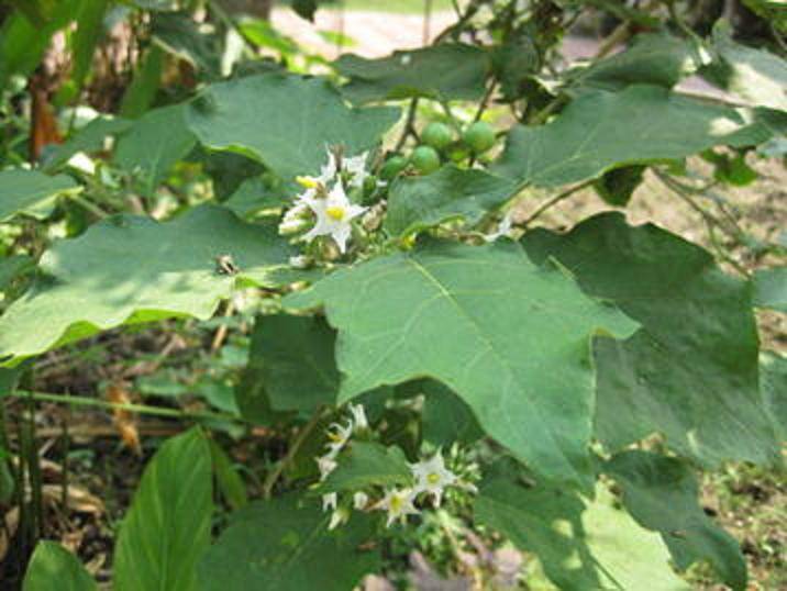 Fresh Hierba Bruja or Pendejera - Botanica Nena