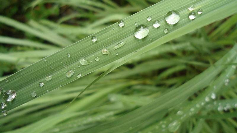 Fresh Holy Cane (Cana Santa) - Botanica Nena