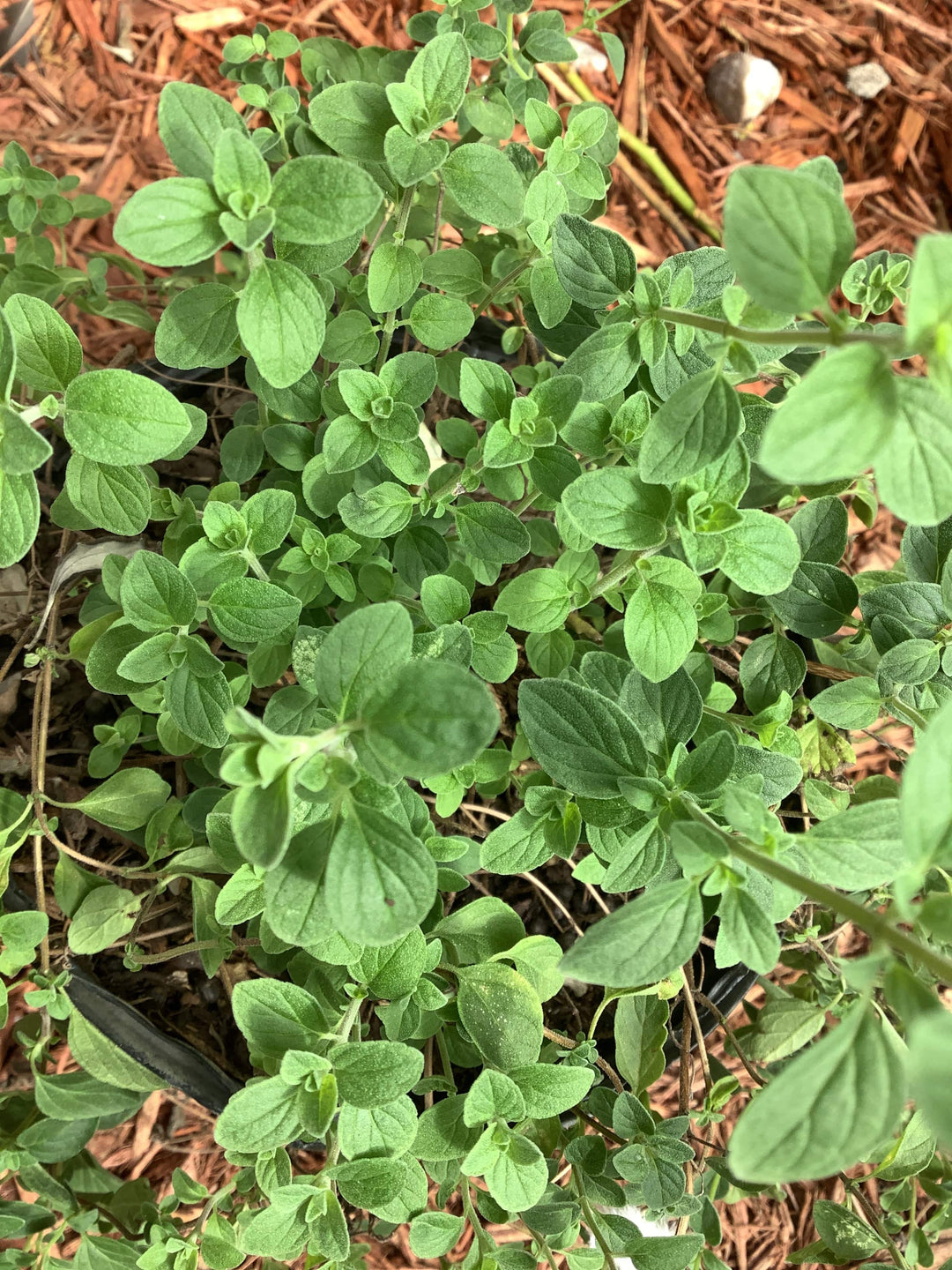 Fresh Marjoram (Mejorana) - Botanica Nena