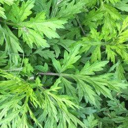 Fresh Mugwort (Artemisa) - Botanica Nena