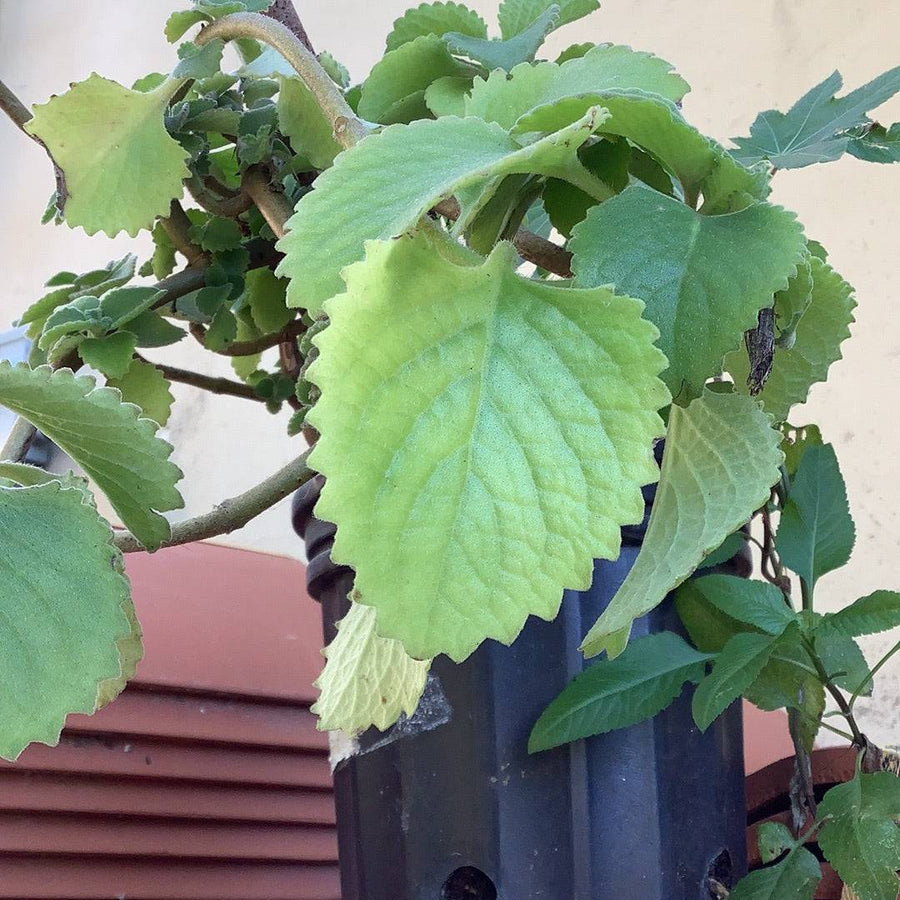 Fresh Oregano (Orégano) - Botanica Nena