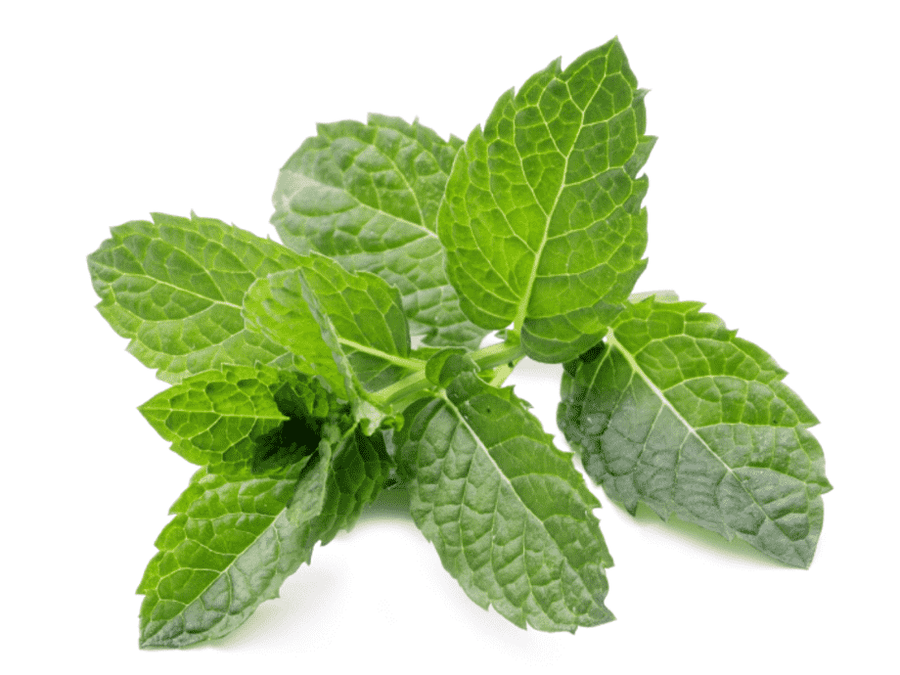 Fresh Peppermint (Hierba Buena) - Botanica Nena