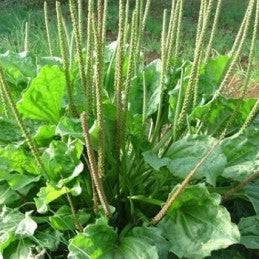 Fresh Plantain Leaf (Llanten) - Botanica Nena