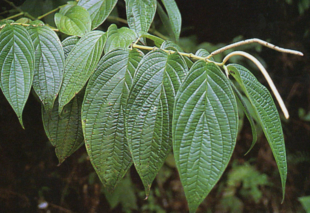 Fresh Platanillo de Cuba - Botanica Nena