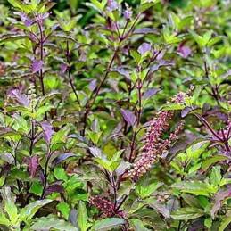 Fresh Purple Basil (Albahaca Morada) - Botanica Nena