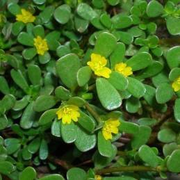 Fresh Purslane (Verdolaga) - Botanica Nena