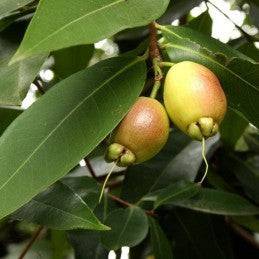 Fresh Rose Apple (Pomarrosa) - Botanica Nena