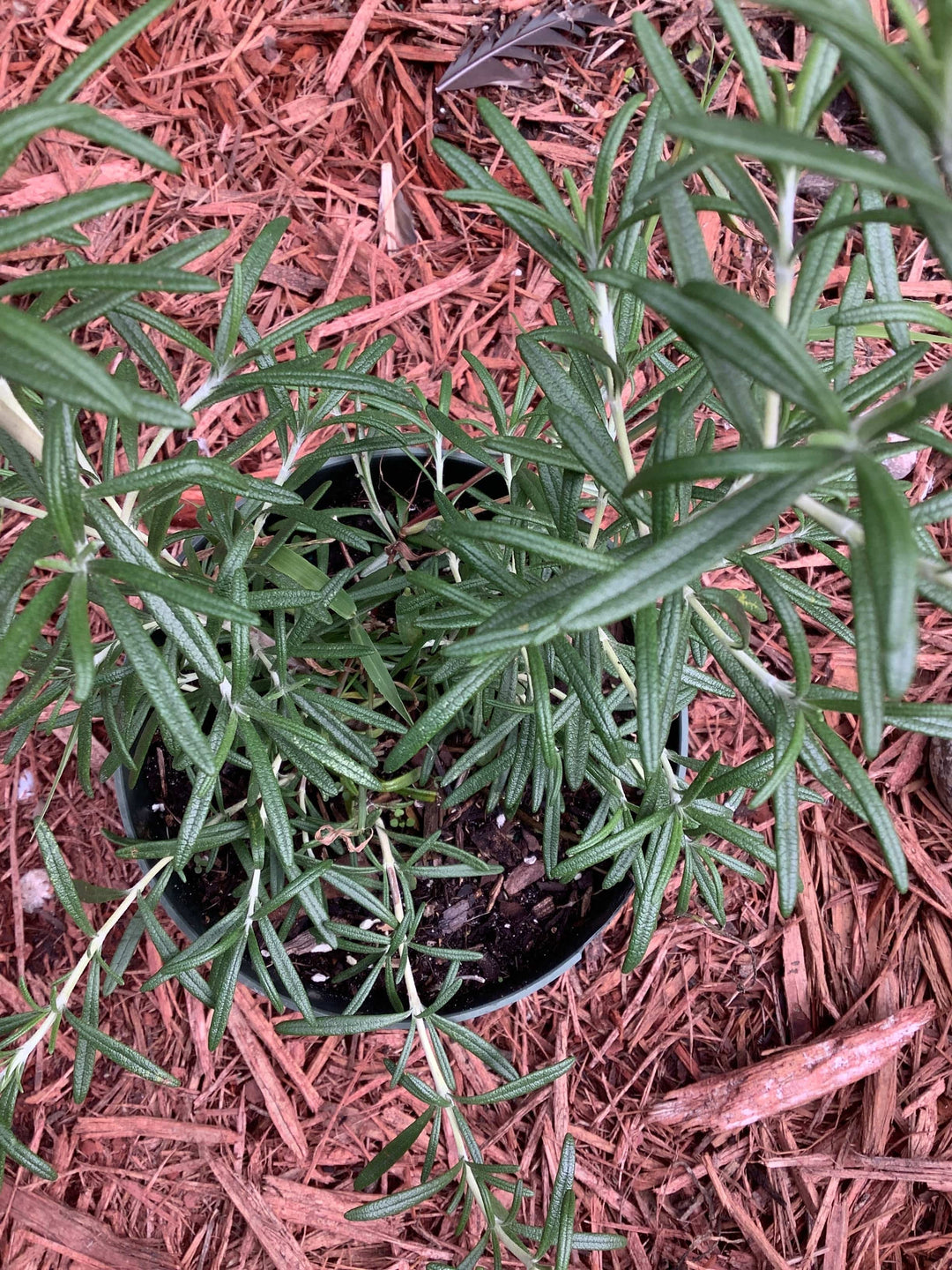 Fresh Rosemary (Romero) - Botanica Nena