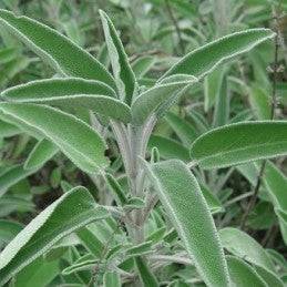 Fresh Sage (Salvia) - Botanica Nena