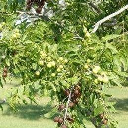 Fresh Soapberry (Jaboncillo) - Botanica Nena