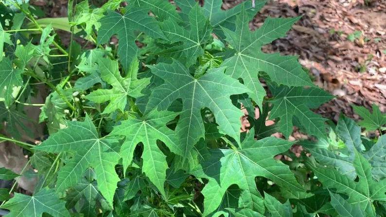 Fresh Tree Spinach (Chaya) - Botanica Nena