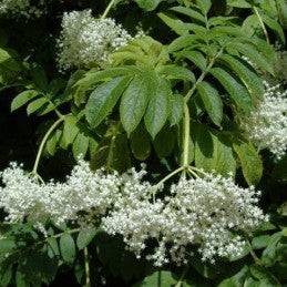 Fresh White Elderberry (Sauco Blanco) - Botanica Nena