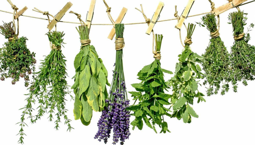 5 Fresh Sweet Herbs for Luck and Love Baths - Botanica Nena