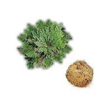 Fresh Jerico Flower (Resurrection Plant) - Botanica Nena