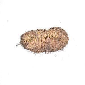 Fresh Jerico Flower (Resurrection Plant) - Botanica Nena