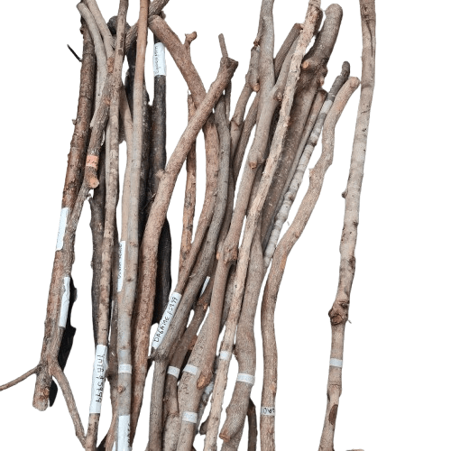 Bastones de Palo 6 ft Aprox - Botanica Nena