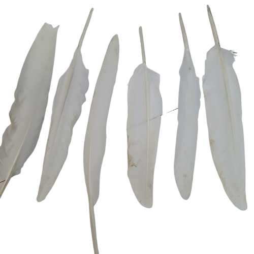 Pluma de Paloma (unidad) - Botanica Nena