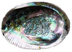 Caracol de Abalone 4"-5" - Botanica Nena