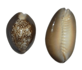 Caracol Marron ( Cowry) Pequeño - Botanica Nena