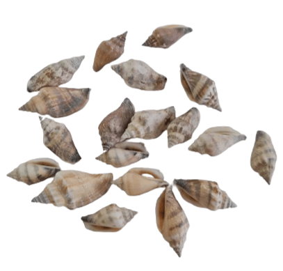 Caracoles marinos variados -  assorted seashells - Botanica Nena