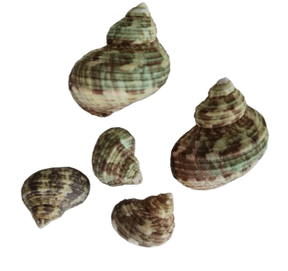 Caracol verde y marron - Turban Shells - Turbo Seashells - Botanica Nena