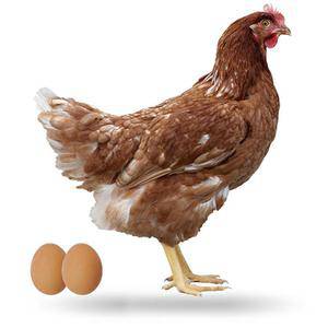 GALLINA - Botanica Nena