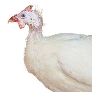 GUINEA BLANCA - Botanica Nena
