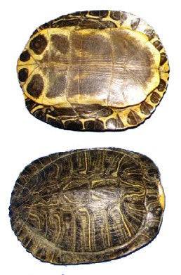 Carapacho de Jicotea (Tortuga) 1 pieza - Botanica Nena