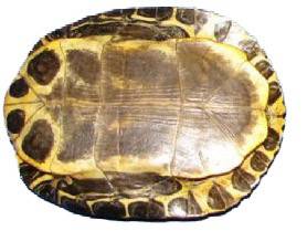 Carapacho de Jicotea (Tortuga) 1 pieza - Botanica Nena