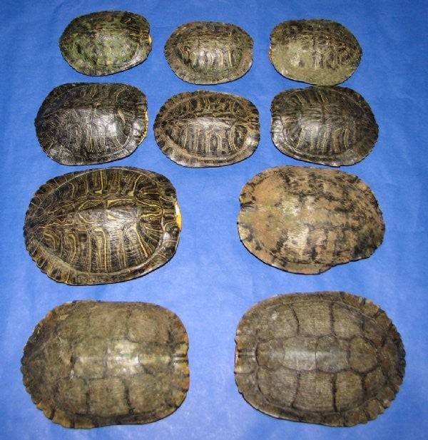 Carapacho de Jicotea (Tortuga) 1 pieza - Botanica Nena