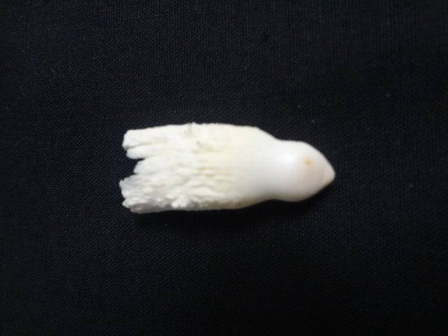 Colmillo Cocodrilo - Botanica Nena