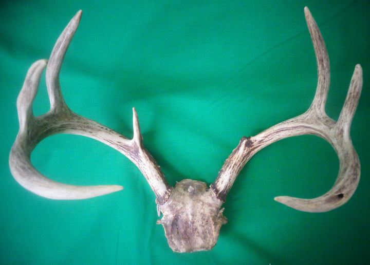 Tarros de Venado con Frontil - Botanica Nena