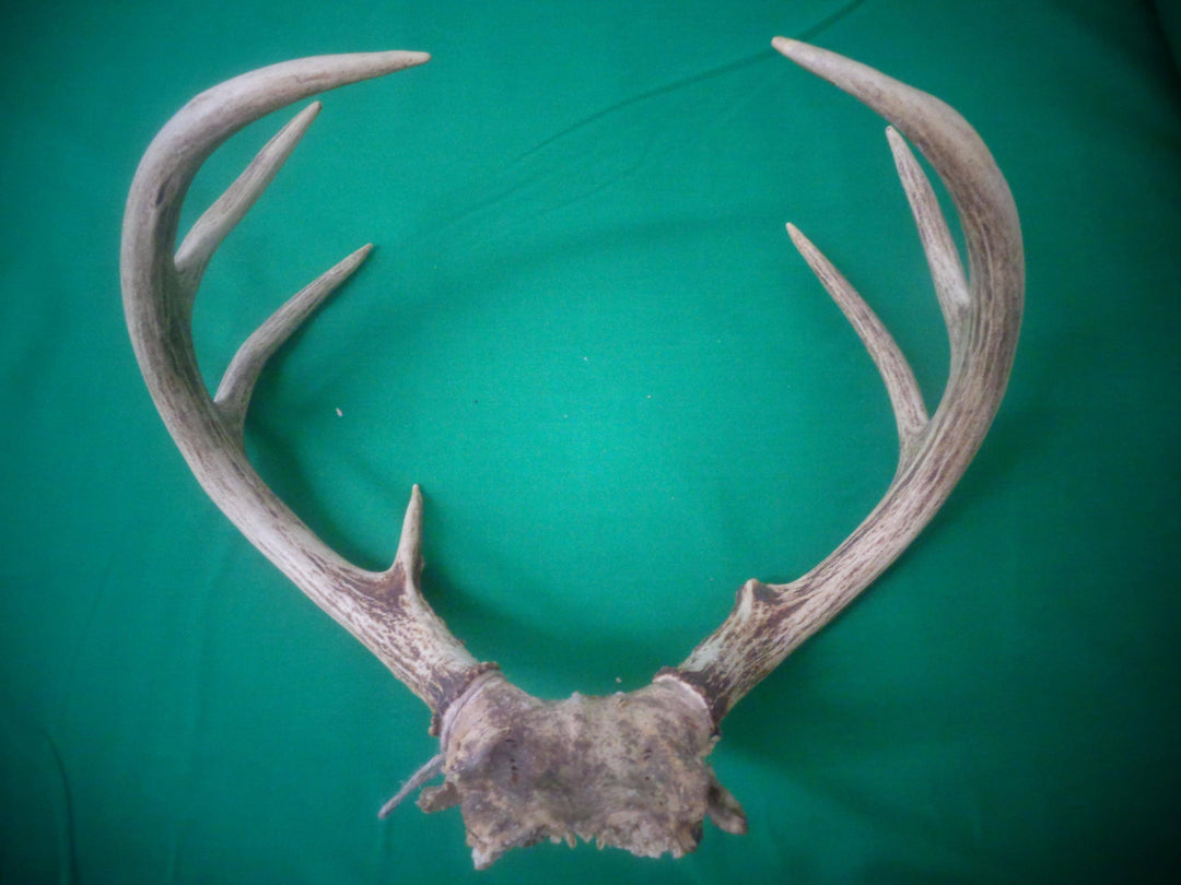 Tarros de Venado con Frontil - Botanica Nena