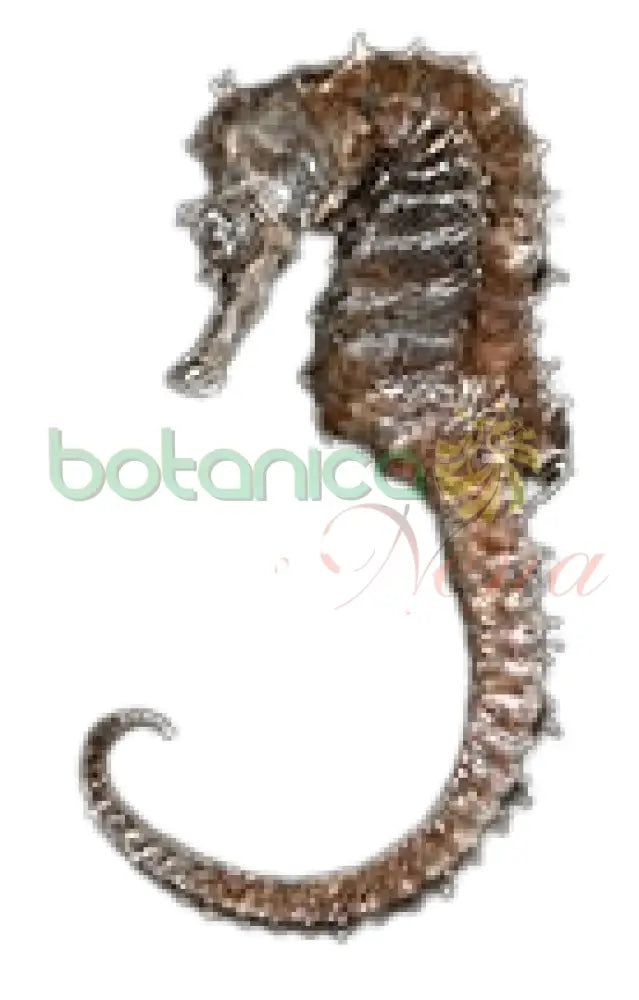 Caballito de mar - Botanica Nena