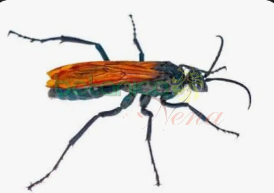 Taranturala Hawk (Caballito del Diablo) Congelado