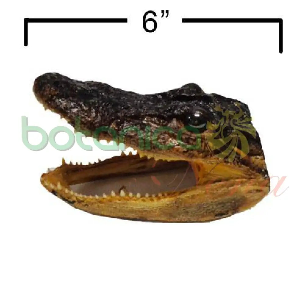 Cabeza de Cocodrilo 6" y 7"Alto - Botanica Nena