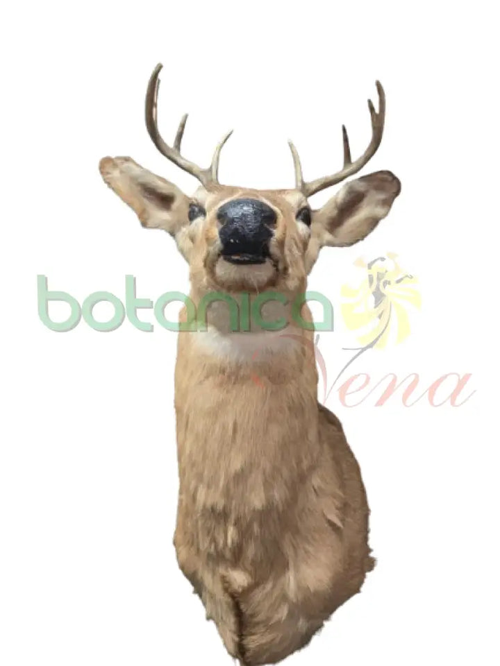 Cabeza de Venado