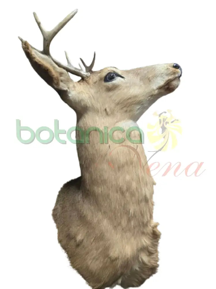 Cabeza de Venado