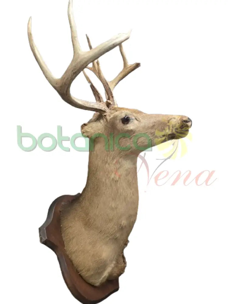 Cabeza de Venado