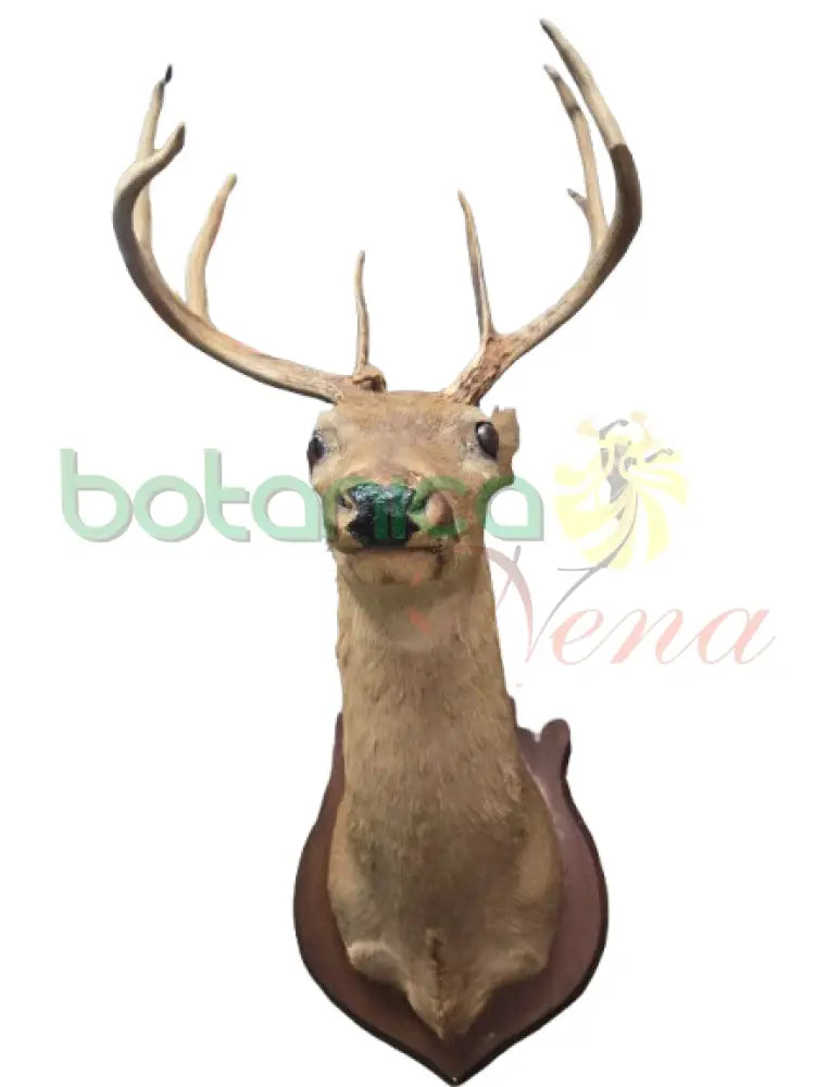Cabeza de Venado
