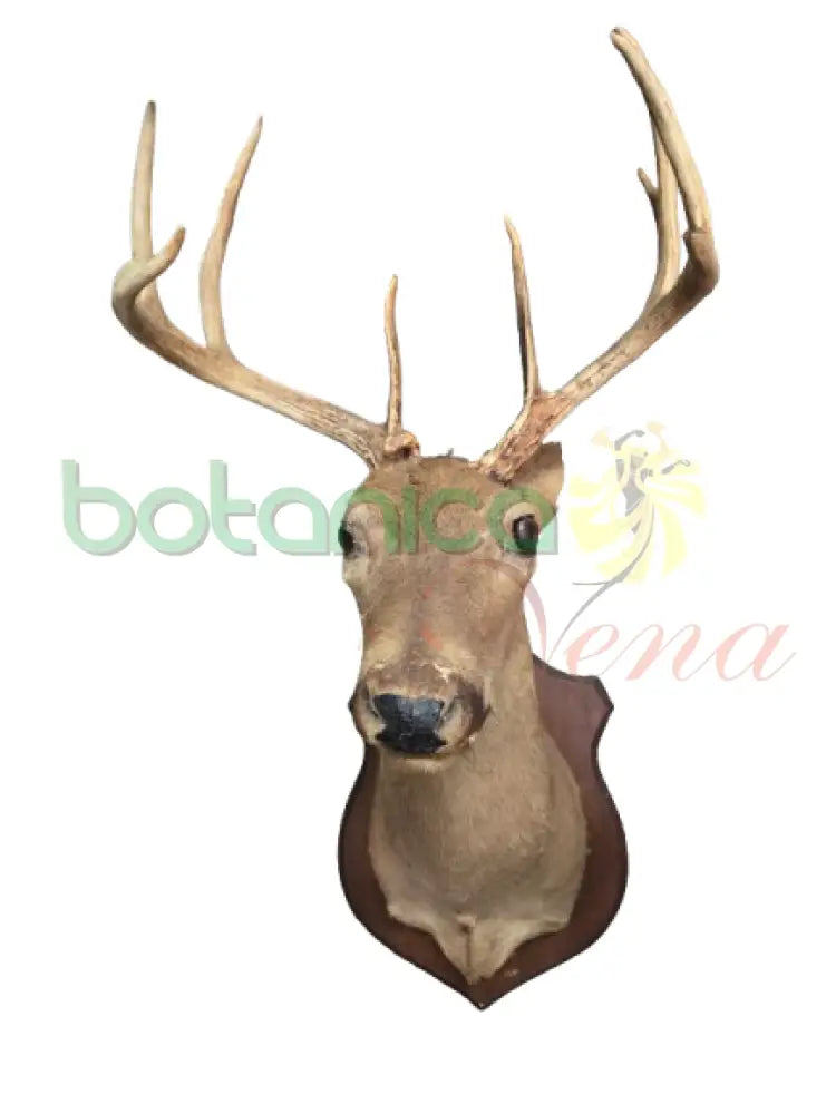 Cabeza de Venado Con marco madera 43’’H x 18’’W x 25’’D