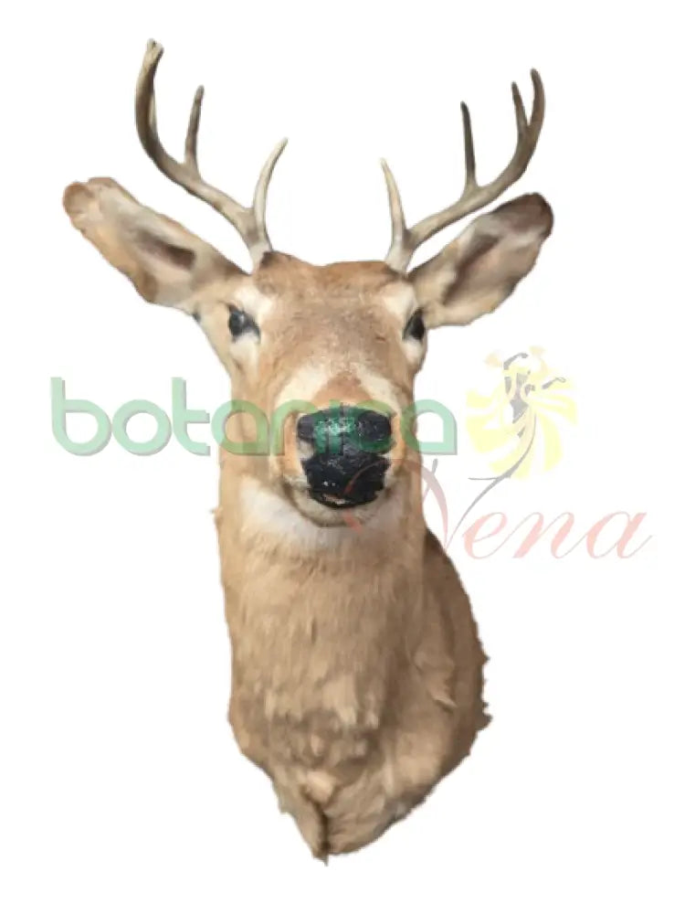 Cabeza de Venado Sin Marco 34’’H x 17’’W x 20’’D