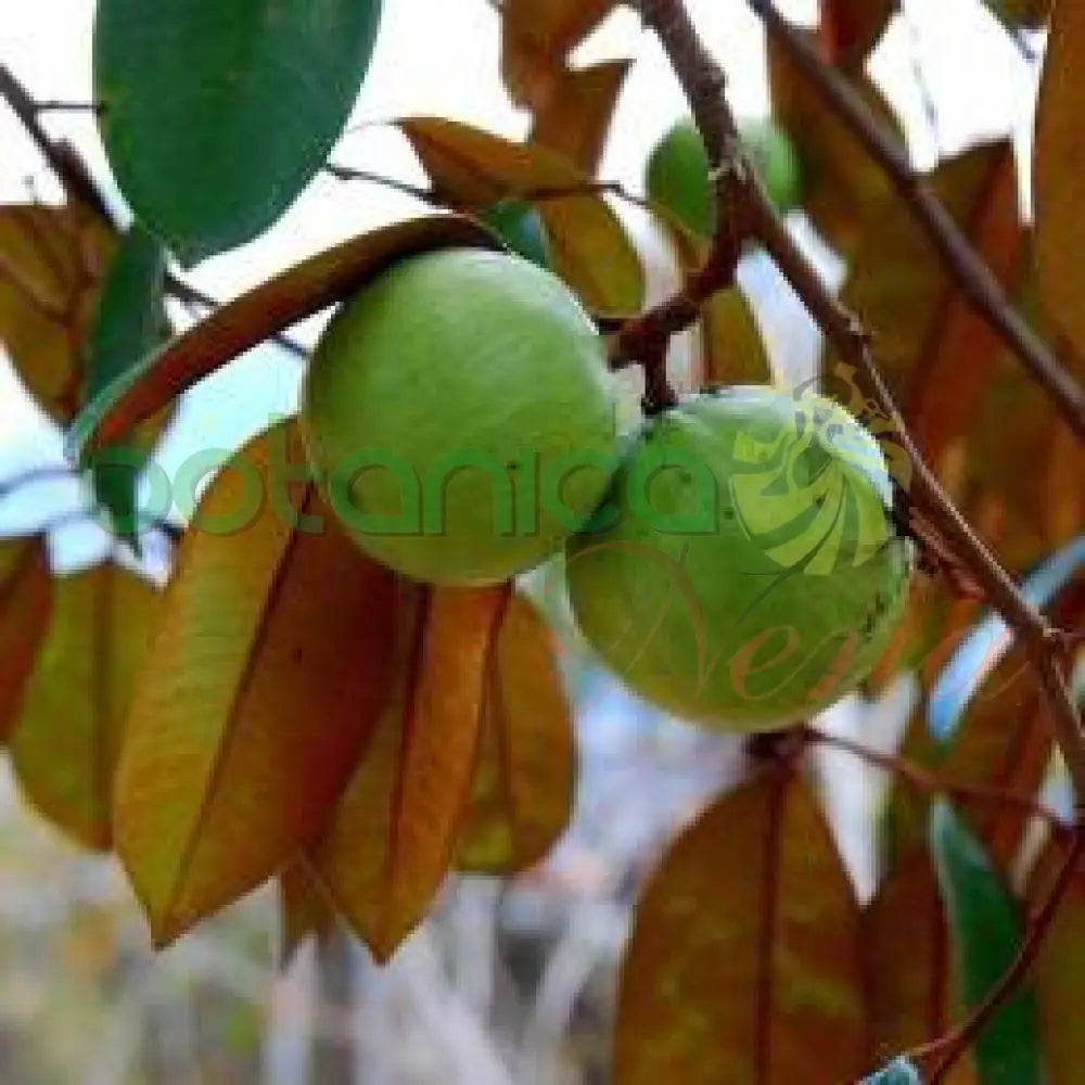 Fresh Caimito Morado - Botanica Nena